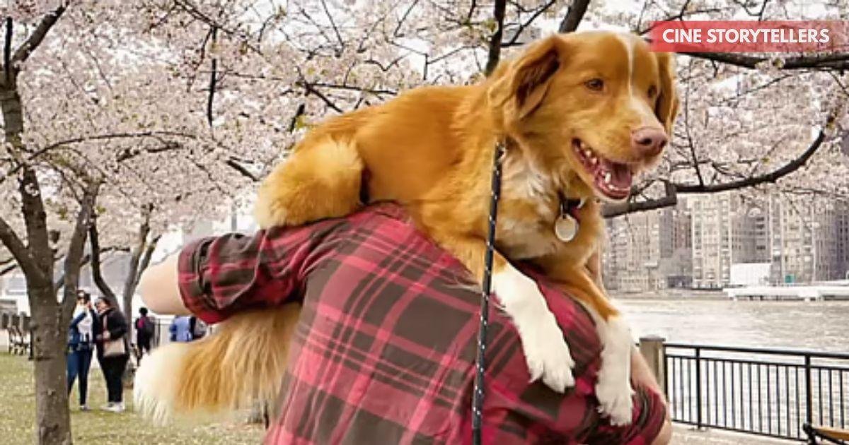 Good Boy Trailer: Haunted House Mystery Unveiled with a Dog Detective Twist